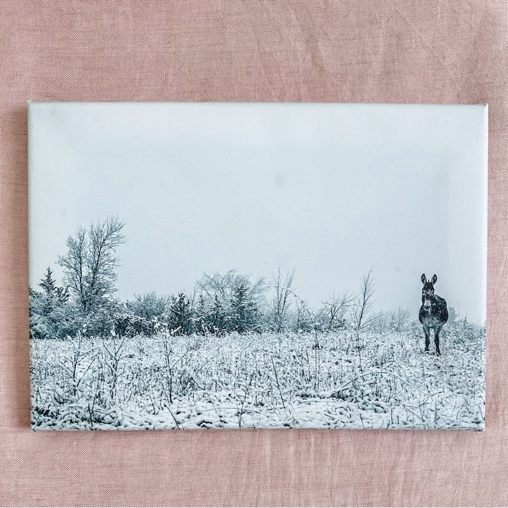 Snowy donkey canvas print